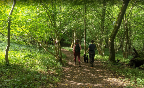 Moussels wood